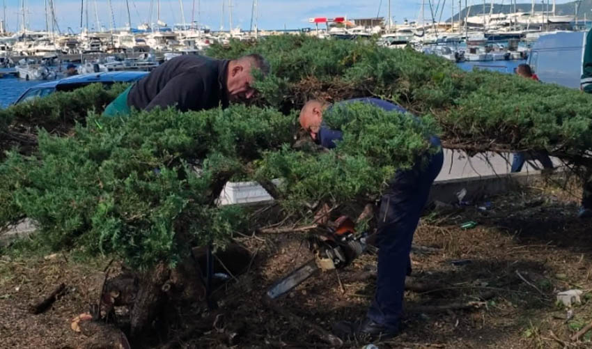 juniperus 2