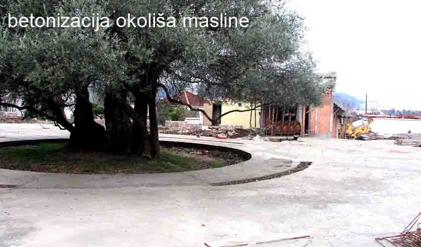 maslinna 2