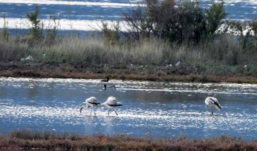 flamingossi