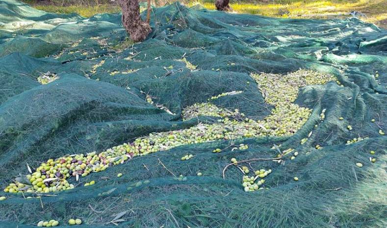 Maslinari privode kraju berbu maslina