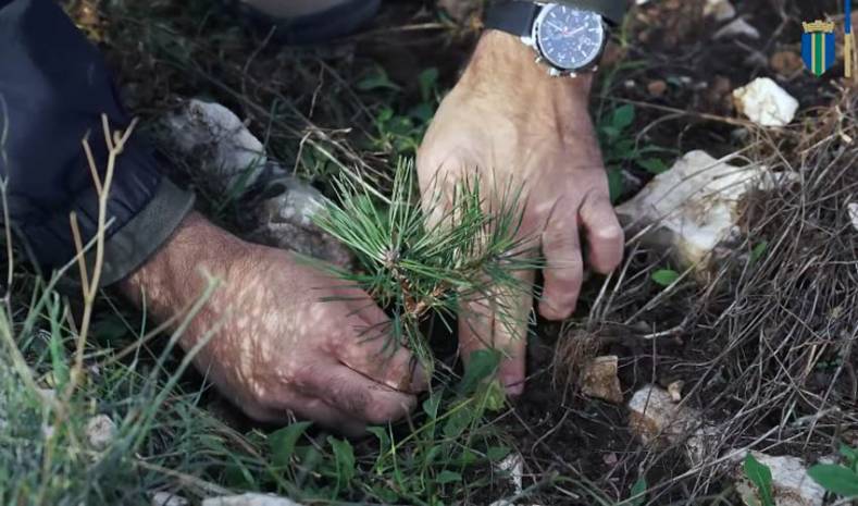 Sutomore:  Na Golom brdu zasadjeno 8000 sadnica