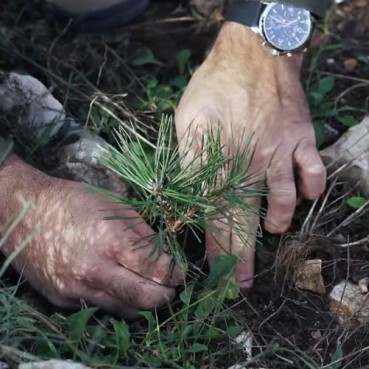 Sutomore:  Na Golom brdu zasadjeno 8000 sadnica