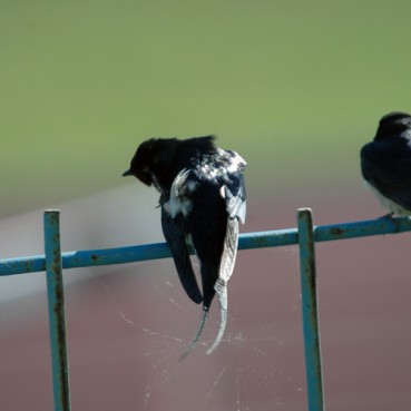  Odbornici polomljeni prsti