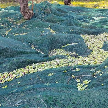 Maslinari privode kraju berbu maslina